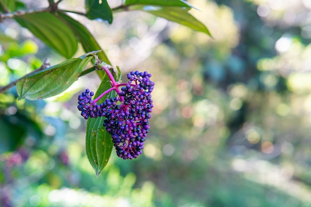 Photo beautiful flower in the garden and walkway