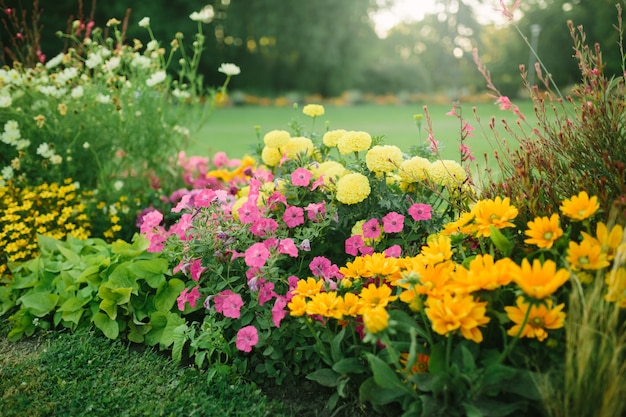 Photo beautiful flower garden with blooming asters and different flowers in sunlight