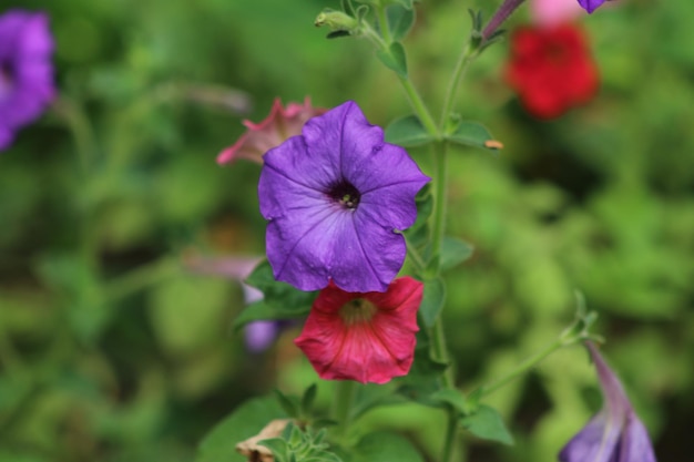 Beautiful Flower in the garden.