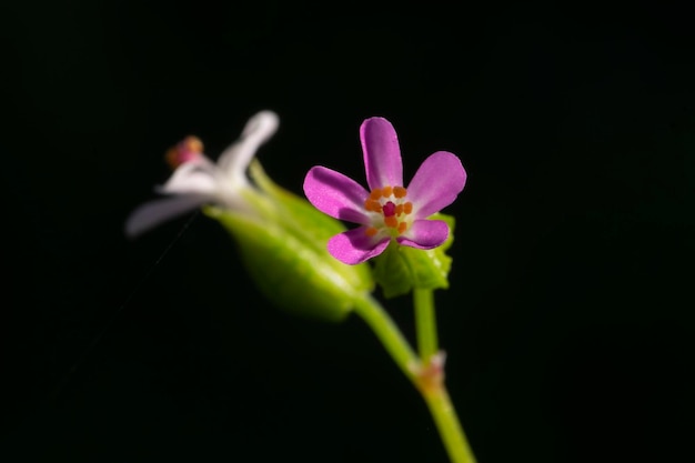 Beautiful flower of Geranium robertianum or mountain geranium with very defocused natural background