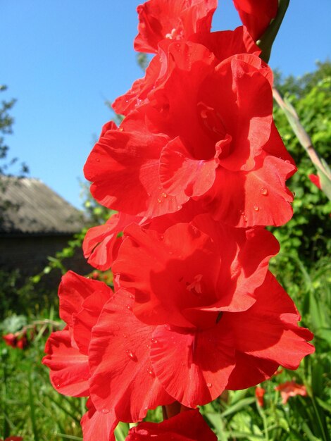 A beautiful flower of gladiolus