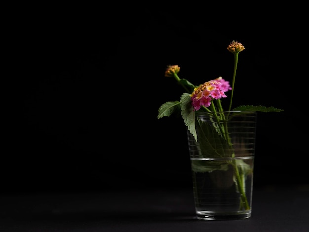 Beautiful flower in a glass