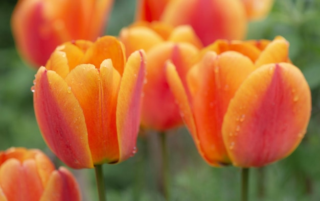 写真 庭でく水滴で覆われた赤とオレンジの新鮮なチューリップの美しい花の頭