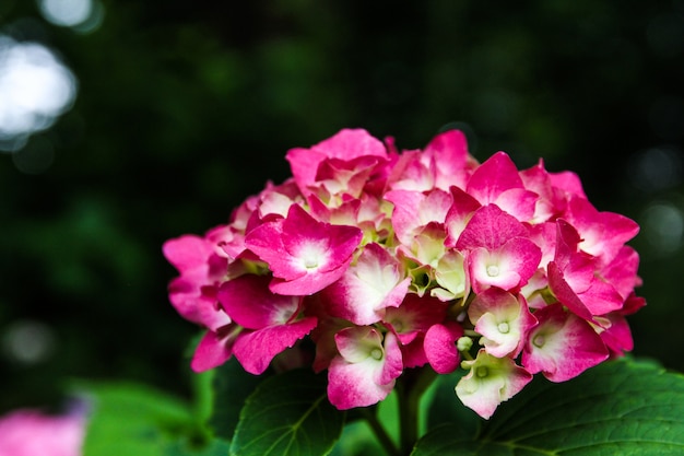 美しい花、アジサイの花、庭日本に咲くアジサイ。