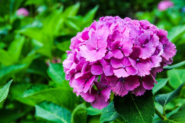 Beautiful Flower, Hydrangea Flowers, Hydrangea Macrophylla Blooming in The Garden japan.