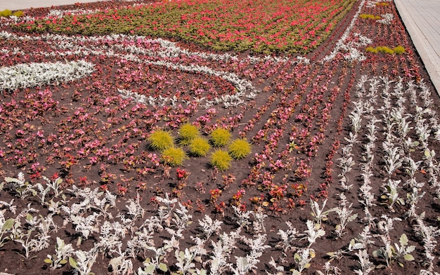 夏の屋外の都市公園で銀色のシネラリアと赤いベゴニアと美しい花の芝生花の自然な自然の背景