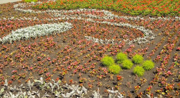 夏の屋外の都市公園で銀色のシネラリアと赤いベゴニアと美しい花の芝生花の自然な自然の背景