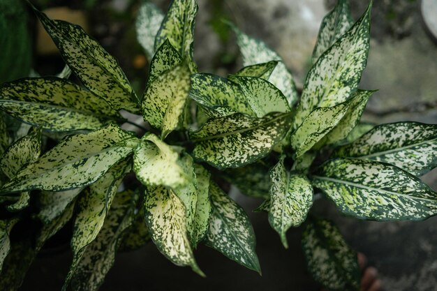 Beautiful flower leaves are blue and white