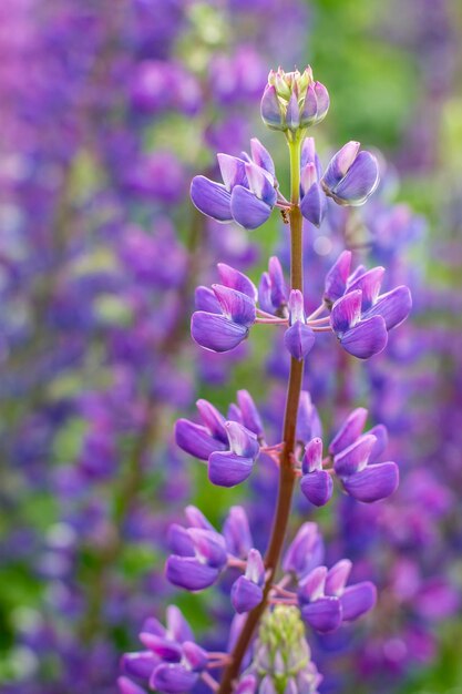 Beautiful flower lupine Lupinus with a small ant on the stem of a soft purple background