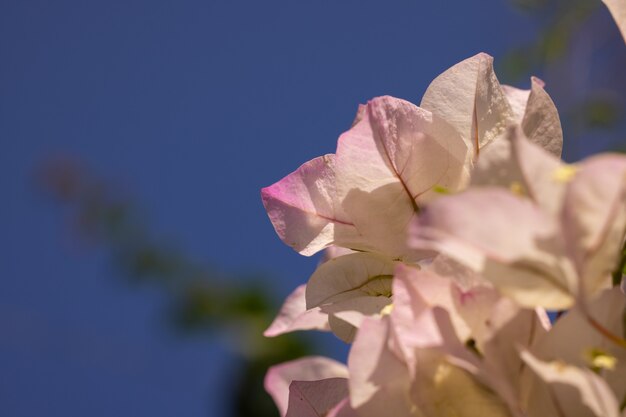 Beautiful flower in the nature