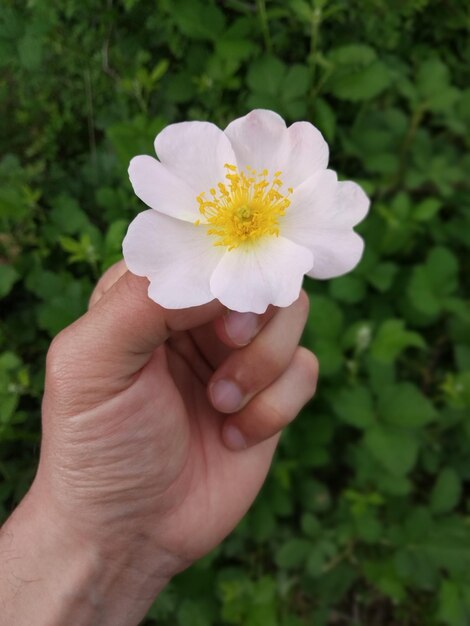 Foto un bellissimo fiore in natura