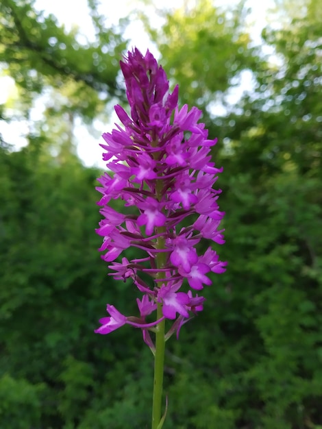 Photo beautiful flower in nature