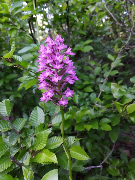 Photo beautiful flower in nature