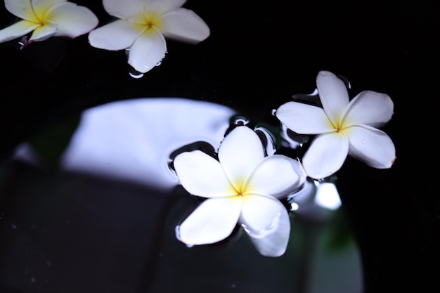 写真 水上の美しい花