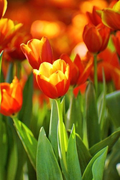 Beautiful flower of orange tulip in sunlight on blur background.