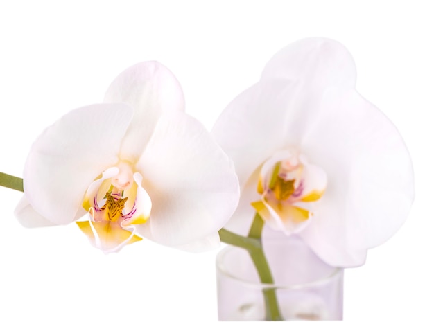 Beautiful flower Orchid, white phalaenopsis isolated on white background.