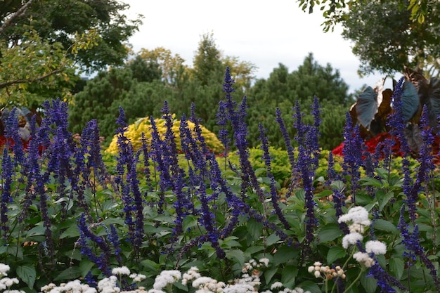 Photo beautiful flower in the park