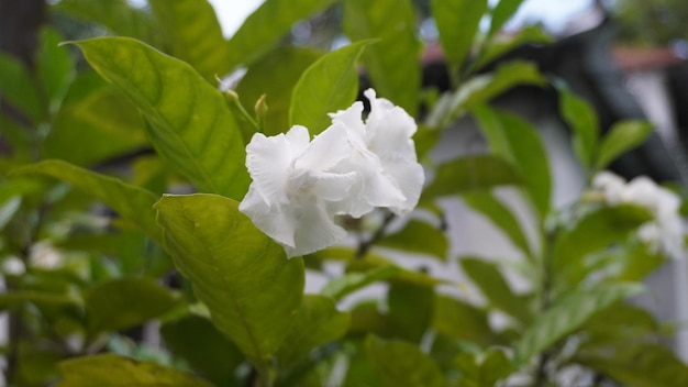 Bella fotografia di fiori