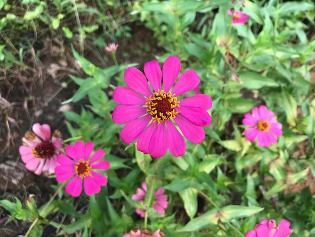 beautiful flower pink color with leaf green nature background fresh natural