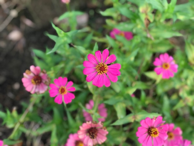 Beautiful flower pink color with leaf green nature background
fresh natural