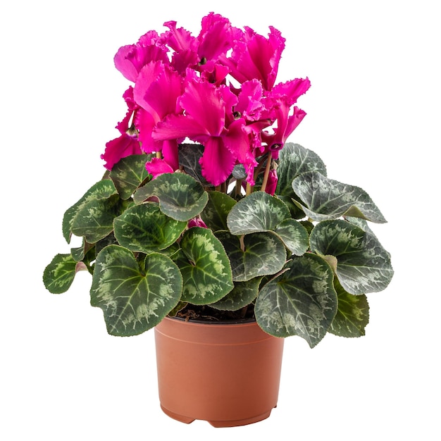 Beautiful flower of pink cyclamen