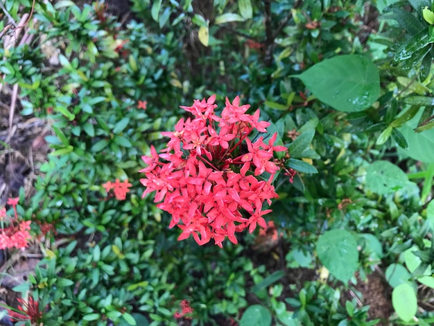 beautiful flower pink garden natural green background fresh and cool