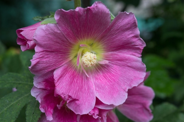 ピンクのゼニアオイの美しい花が繊細な花びらの近くにクローズアップ