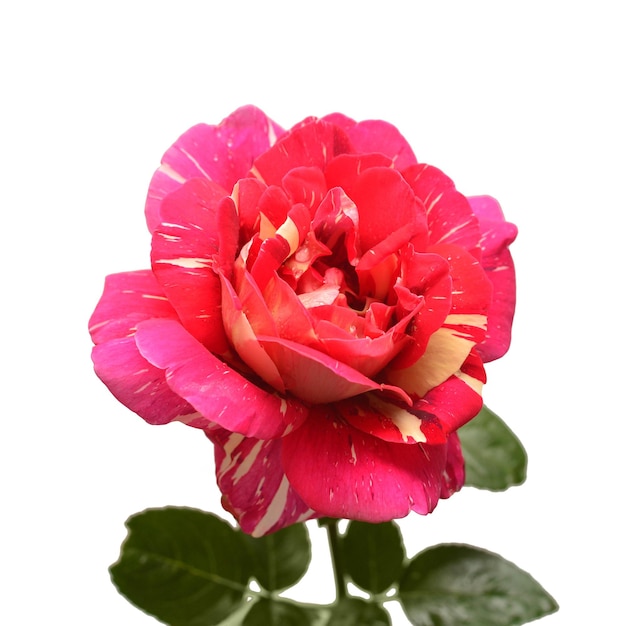 Beautiful flower pink rose tea hybrid Ukrainian selection Pestraja Fantazija isolated on white background. Wedding card. Greeting. Summer. Spring. Flat lay, top view. Love. Valentine's Day