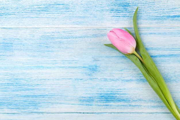 Beautiful flower pink tulip on a blue wooden surface