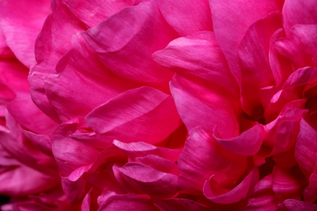 Foto bella foto di piante di fiori che sbocciano la fotografia macro del primo piano della peonia