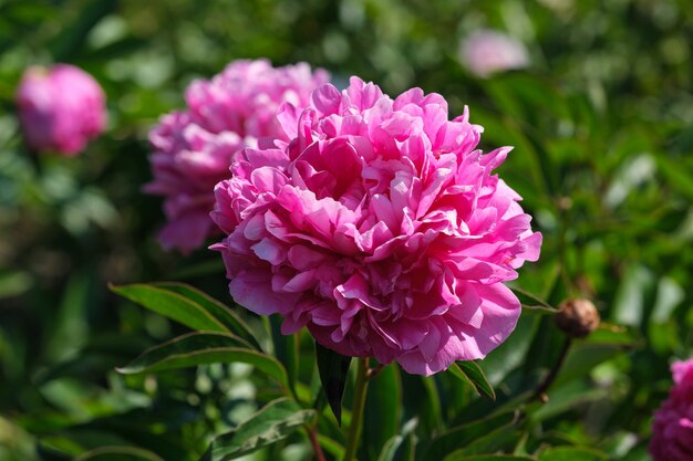 Beautiful flower plant picture blooming peony close-up macro photography