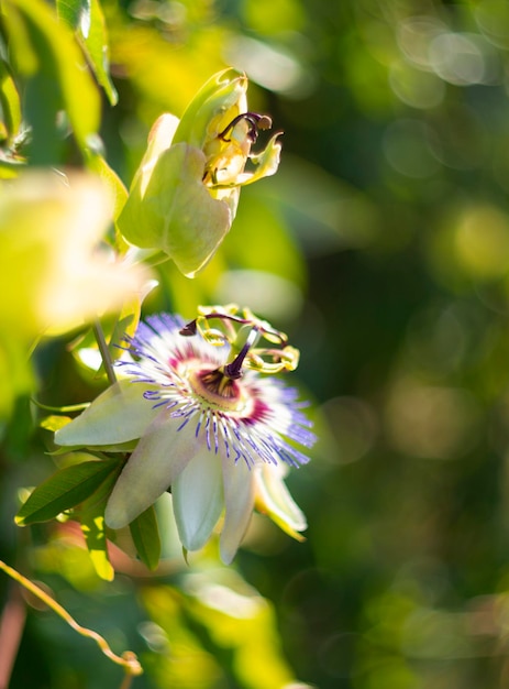 Beautiful flower plants passion flower passiflora closeup in sunny day