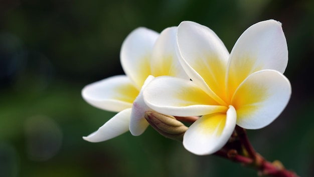 A beautiful flower - Plumeria or Frangipani.