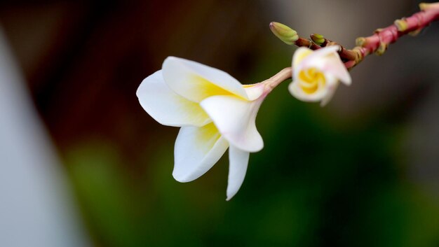 A beautiful flower - Plumeria or Frangipani.