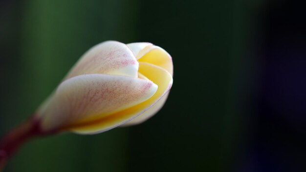 A beautiful flower - Plumeria or Frangipani.