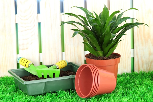 Beautiful flower in pot on grass in garden