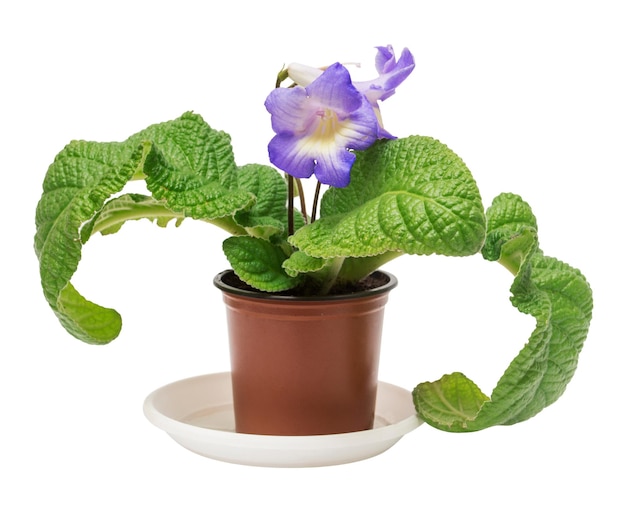 Beautiful flower in a pot isolated on white background