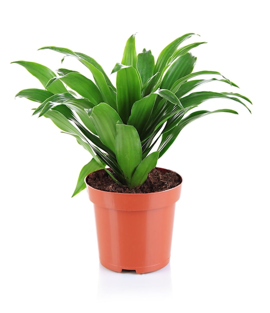 Beautiful flower in pot isolated on white