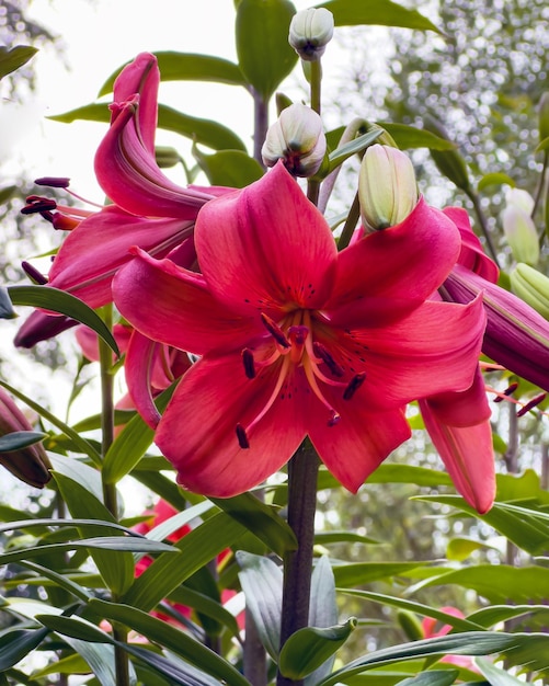 Beautiful flower of red Asian Lily blooming in garden on a summer day