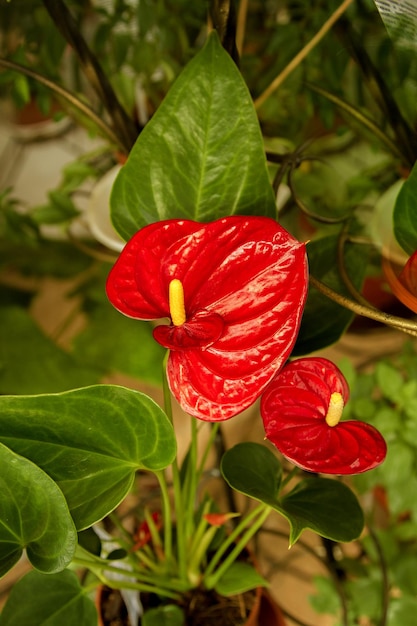 Fiori di anthurium rosso bella stanza dei fiori