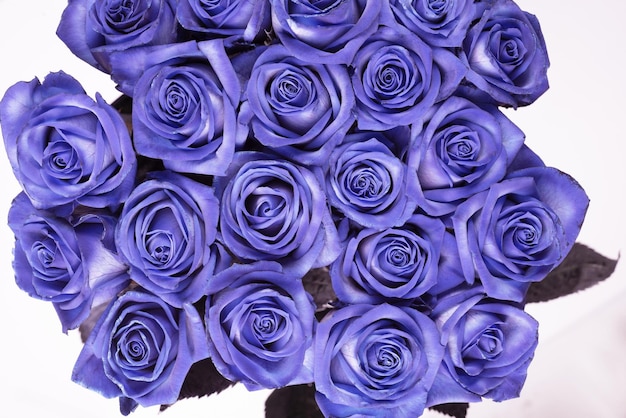 Beautiful flower roses the color of  blue with redpurple or very pery top yiewclose up isolated