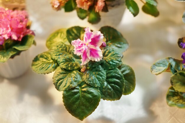 Beautiful flower in shop on blurred background