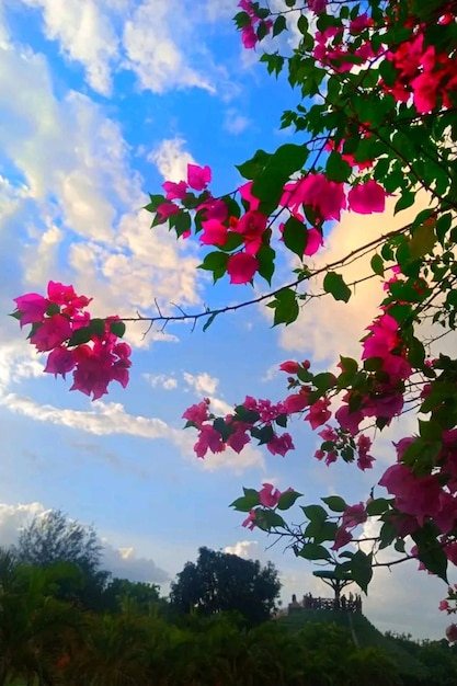 美しい花と空