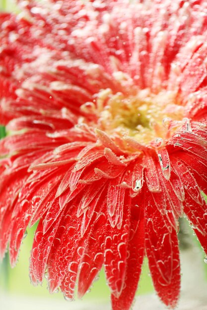 Beautiful flower in sparkling water closeup