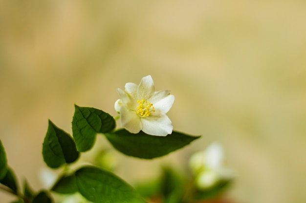 春の美しい花、繊細な花マクロ