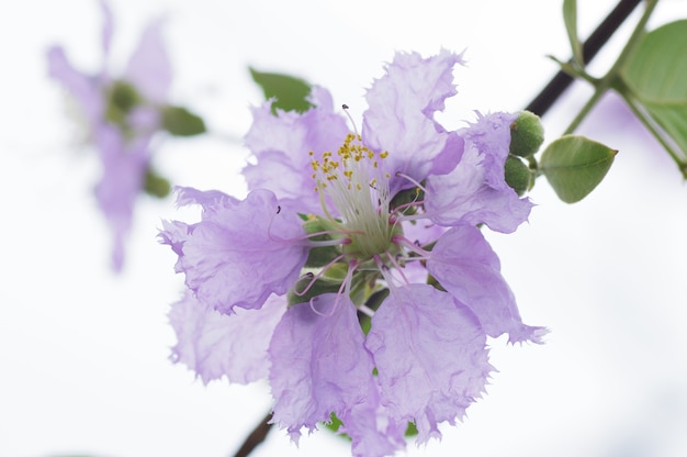 Beautiful flower on white background