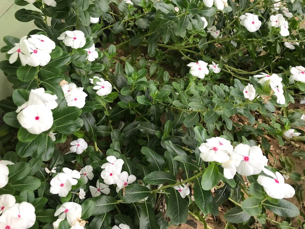 beautiful flower white and pink color with leaf green nature background fresh natural