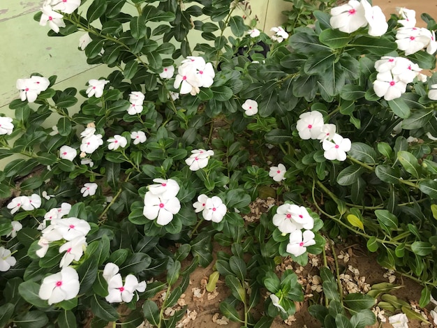 beautiful flower white and pink color with leaf green nature background fresh natural