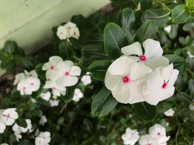 Bel fiore di colore bianco e rosa con foglia verde natura sfondo fresco naturale