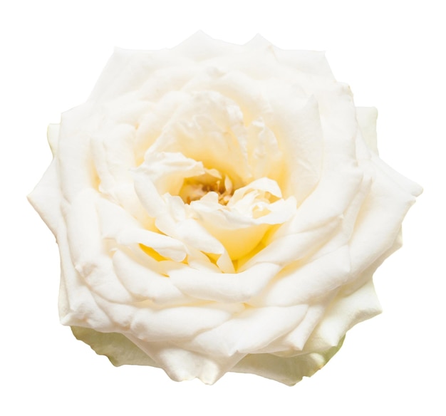 Beautiful flower white rose isolated on white background. Wedding card. Greeting. Summer. Spring. Flat lay, top view. Love. Valentine's Day